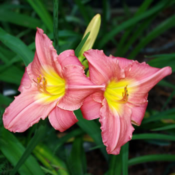 Hemerocallis Painted Pink